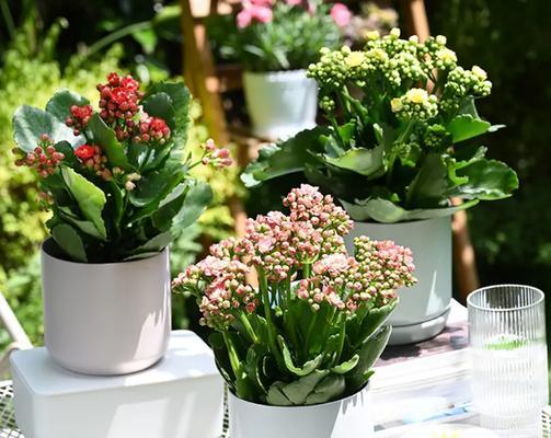 盆景制作选择哪种植物最好？盆景植物有哪些推荐？