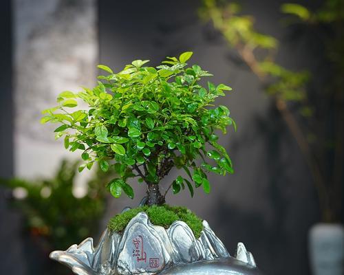盆景制作选择哪种植物最好？盆景植物有哪些推荐？
