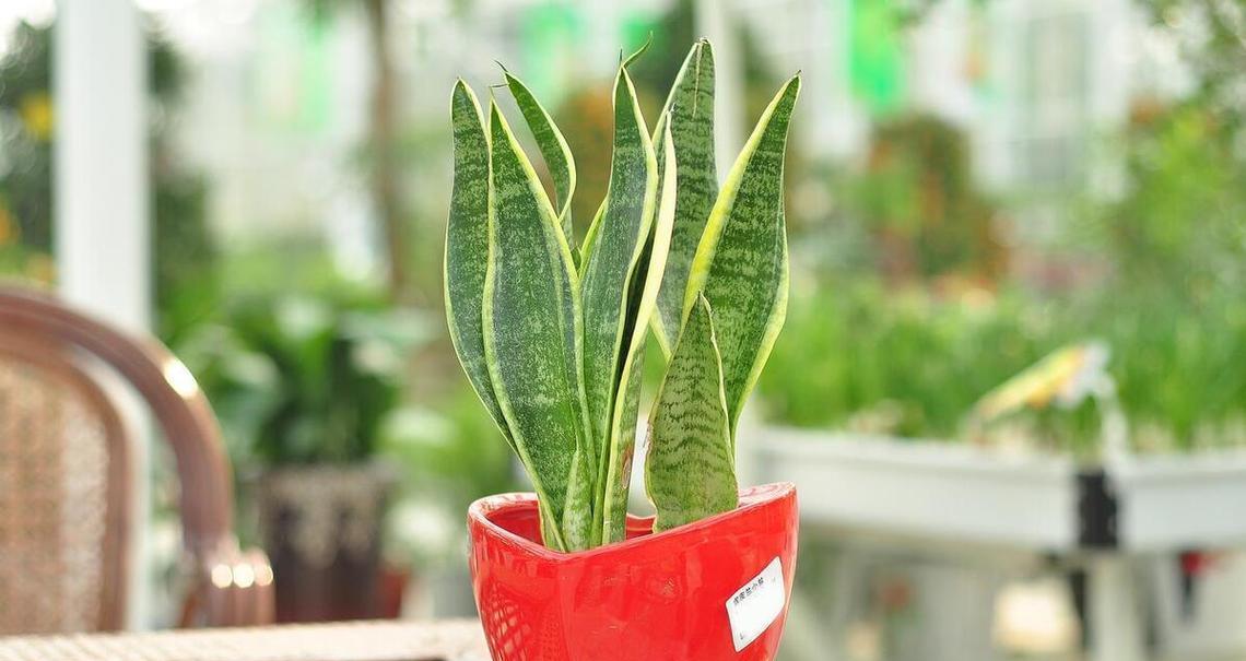 室内绿色植物的养护方法是什么？如何保持它们的健康生长？