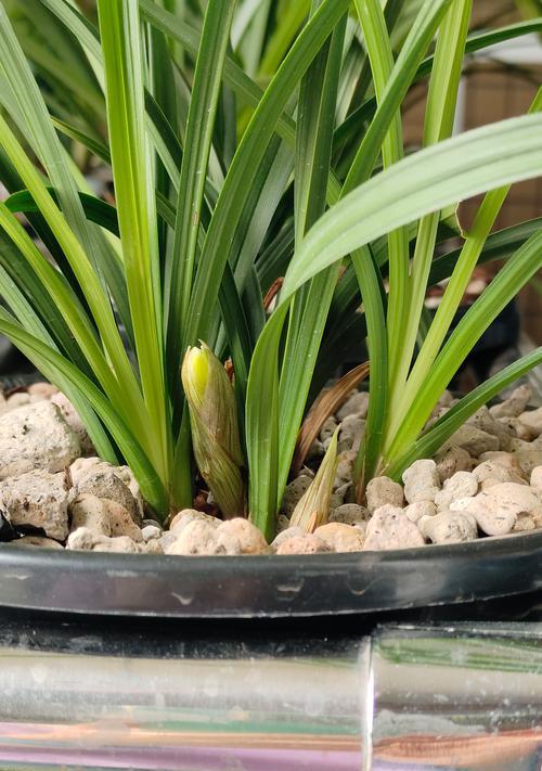 黄色骨朵是什么植物？这种植物的生长环境和特点是什么？