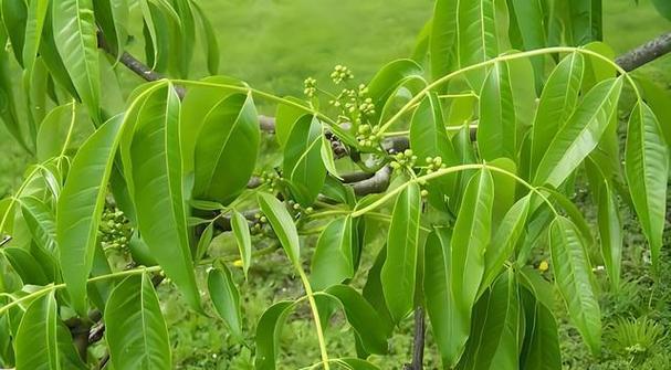 黄色骨朵是什么植物？这种植物的生长环境和特点是什么？
