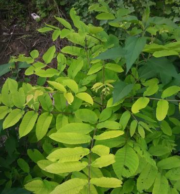 黄色骨朵是什么植物？这种植物的生长环境和特点是什么？