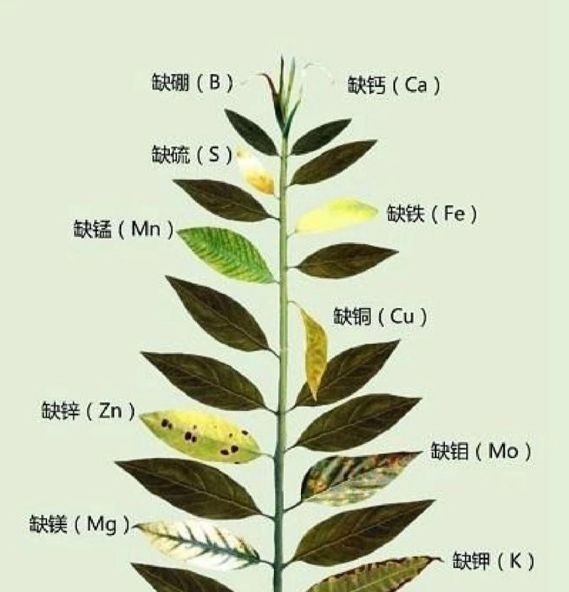 植物是由什么构成的？植物的基本构成元素有哪些？