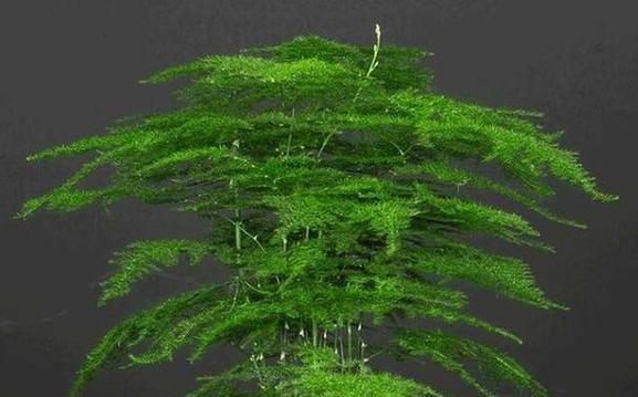矮壮素对哪些植物有益？