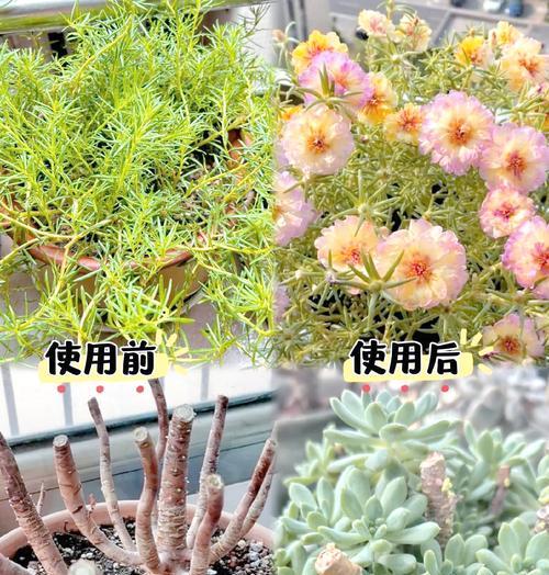 矮壮素对哪些植物有益？