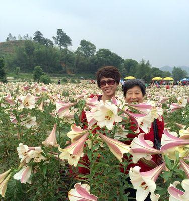 空谷百合植物怎么养护和管理？如何确保其健康生长？