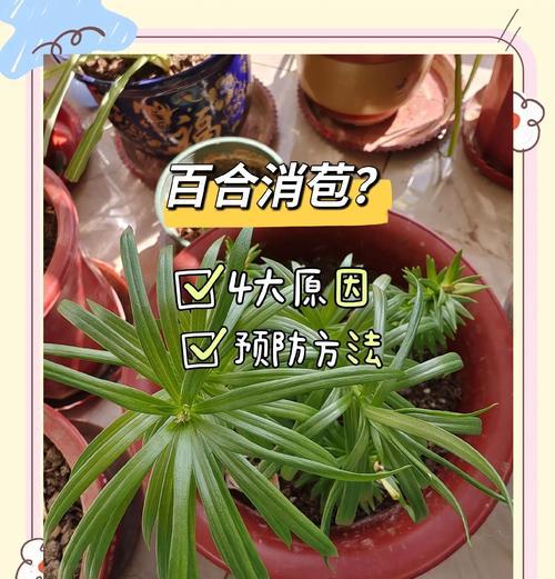 空谷百合植物怎么养护和管理？如何确保其健康生长？