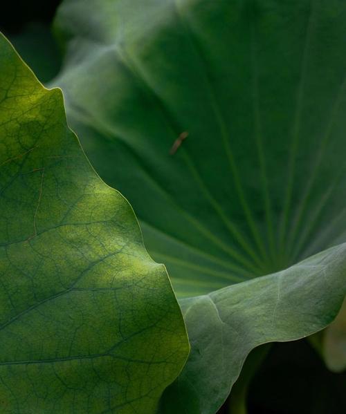 缸内植物荷叶如何处理？怎样保持荷叶的健康生长？