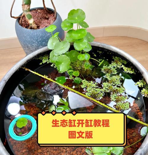 缸内植物荷叶如何处理？怎样保持荷叶的健康生长？