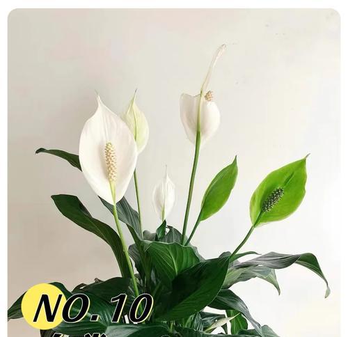 哪些植物具有吸附甲醛的能力?如何利用这些植物净化空气?