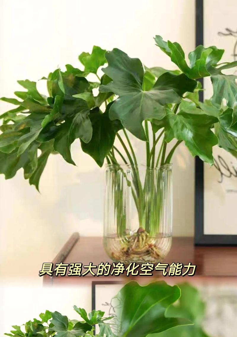 哪些植物具有吸附甲醛的能力？如何利用这些植物净化空气？
