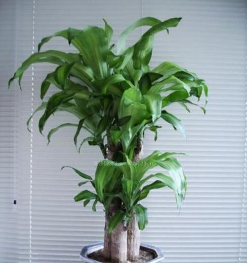 哪些植物象征着财运？它们的风水作用是什么？
