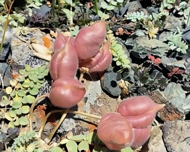 植物的名字有哪些有趣的事实？