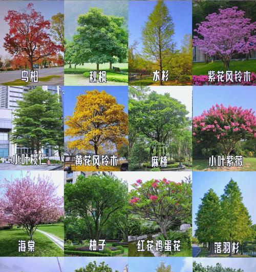 湛江适合种植哪些花卉品种？它们的生长条件是什么？
