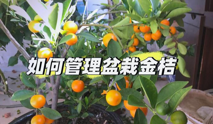 金橘盆栽培植方法有哪些？如何确保其结果实？