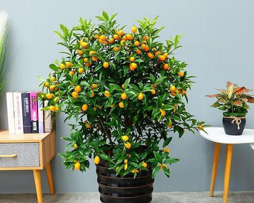 金橘盆栽培植方法有哪些？如何确保其结果实？