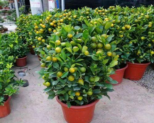 金橘盆栽培植方法有哪些？如何确保其结果实？