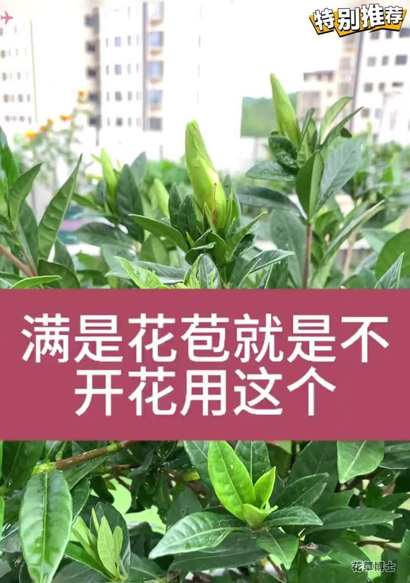 持续开花的花卉需要补充哪些肥料?如何正确施肥?