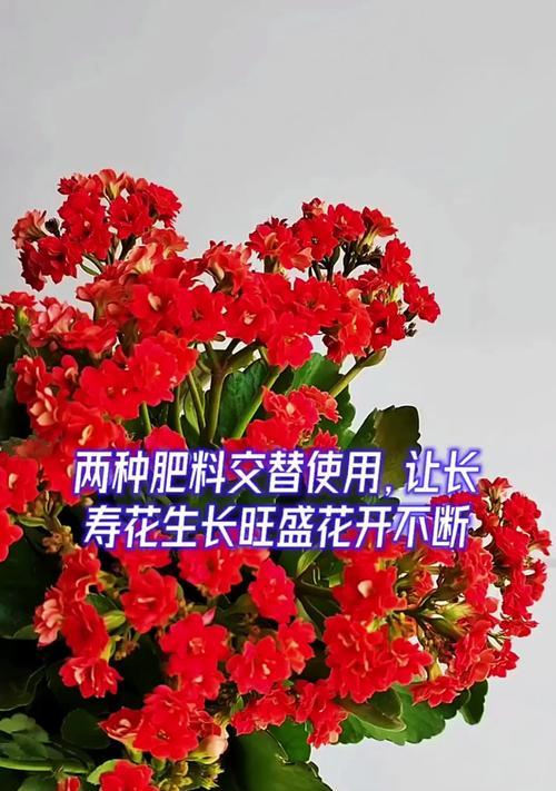 持续开花的花卉需要补充哪些肥料？如何正确施肥？