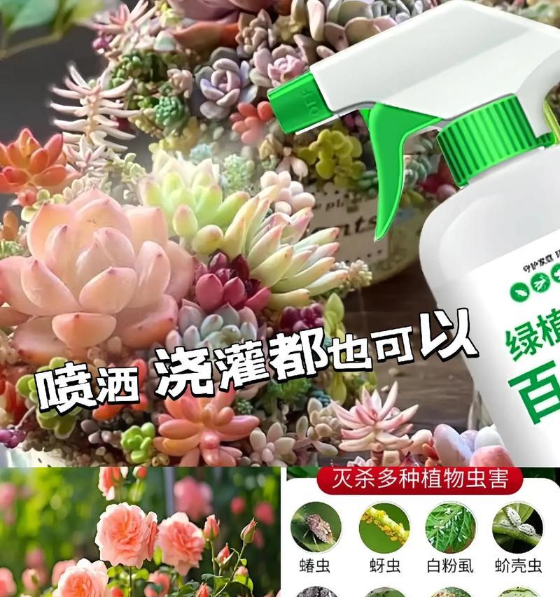 夏天花卉杀虫需要注意什么？有哪些事项必须遵守？