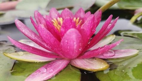 浮水植物的花卉是什么花？它们的生长习性如何？