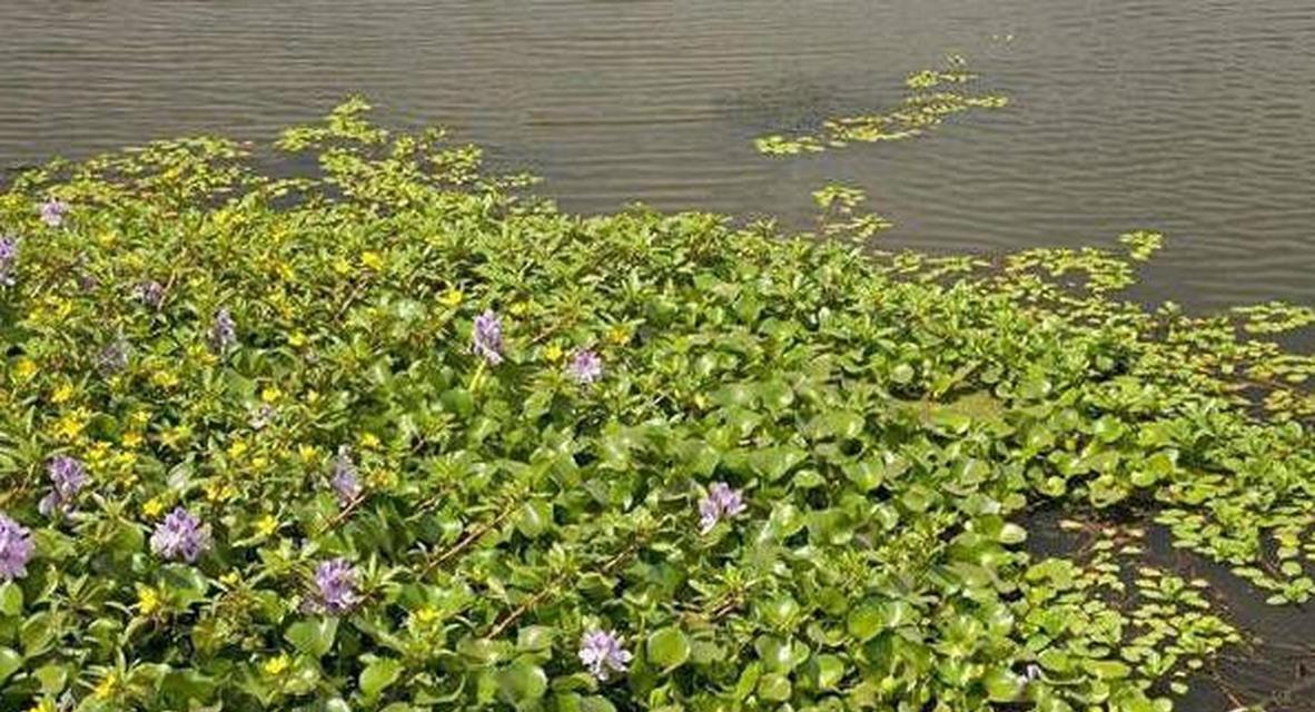 浮水植物的花卉是什么花？它们的生长习性如何？