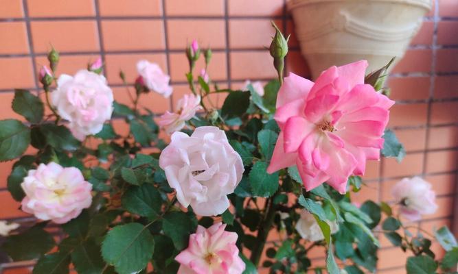粉色蔷薇的养护方法是什么？百合粉色蔷薇如何保持最佳状态？
