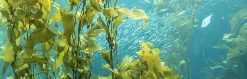 海澡属于植物吗？它们的分类与特性是什么？