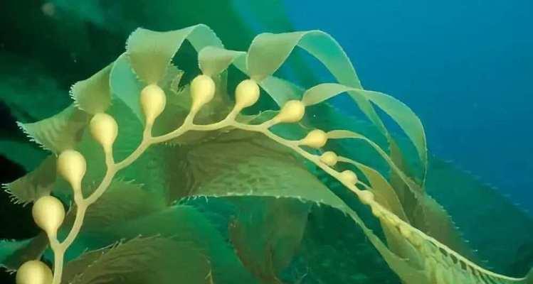 海澡属于植物吗？它们的分类与特性是什么？
