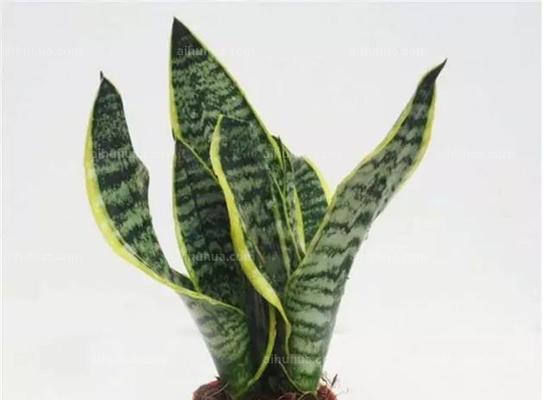 文松盆栽花卉有哪些品种？各自特点是什么？