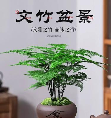 文松盆栽花卉有哪些品种？各自特点是什么？