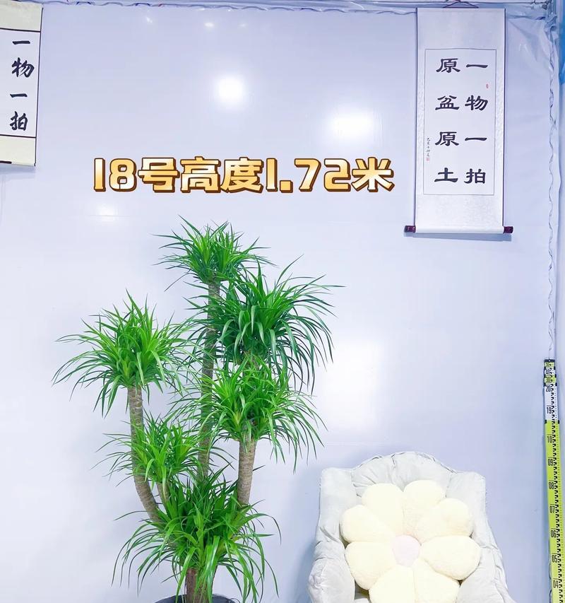 文松盆栽花卉有哪些品种？各自特点是什么？