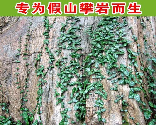藤蔓植物造景选择有哪些技巧？