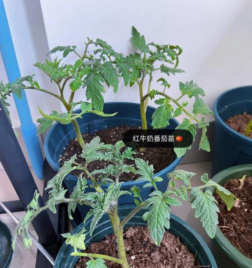 七日世界污染植物成熟周期是多久?如何加速成熟?