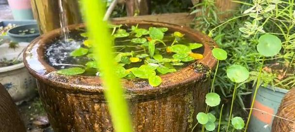 七日世界污染植物成熟周期是多久？如何加速成熟？