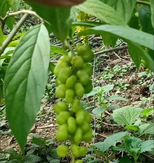 什么是植物倒根植物？倒根植物的特点是什么？