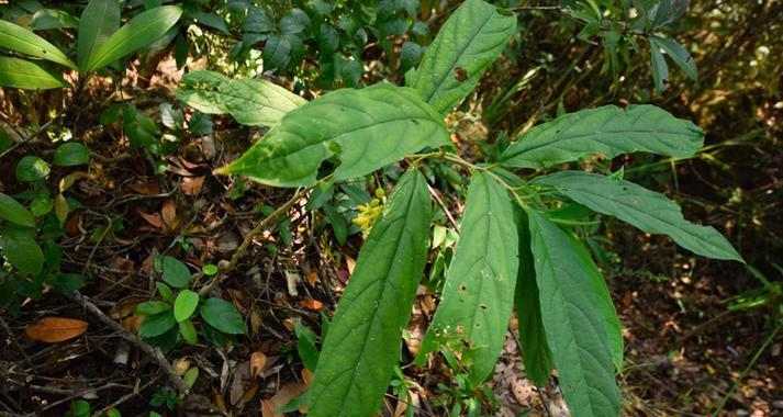 什么是植物倒根植物？倒根植物的特点是什么？