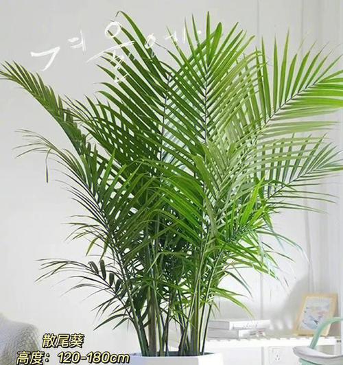 装饰房间的植物有哪些？如何挑选合适的植物？