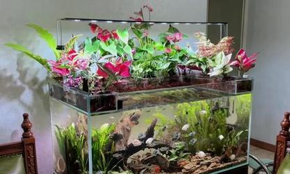 免打理植物缸中养鱼的技巧是什么？