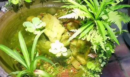 免打理植物缸中养鱼的技巧是什么？