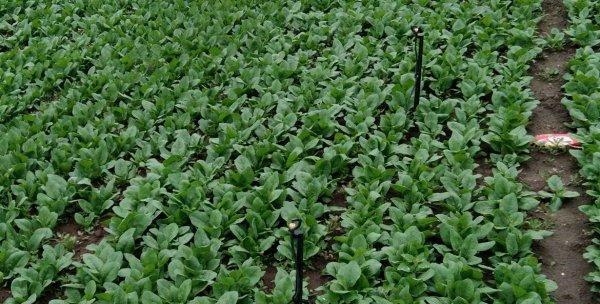 铱星植物怎么种？种植过程中需要注意什么？