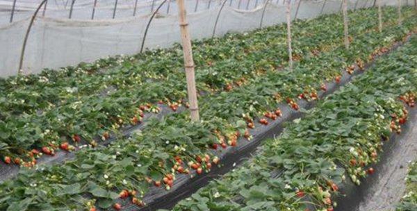 铱星植物怎么种？种植过程中需要注意什么？