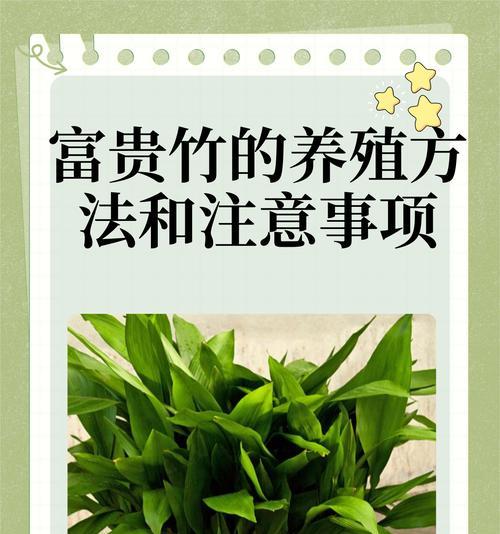 绿植盆栽房子怎么养护？有哪些需要注意的事项？