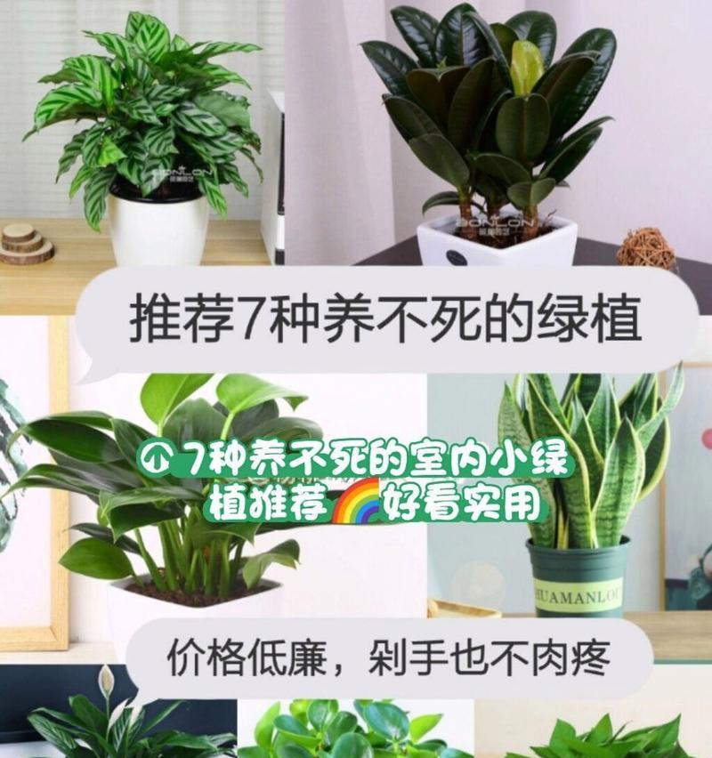 绿植盆栽房子怎么养护？有哪些需要注意的事项？