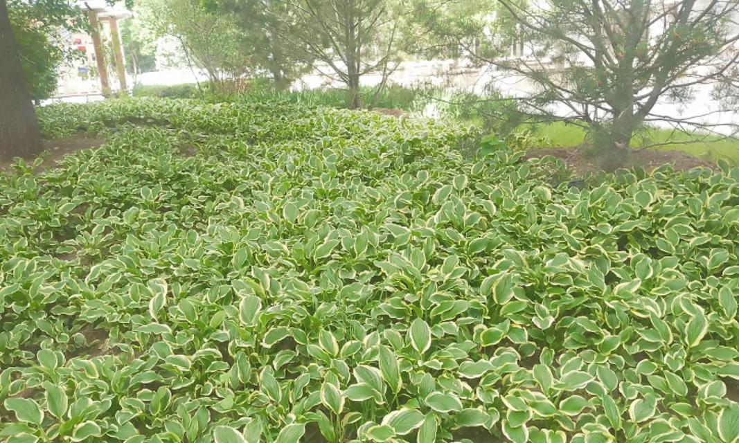 金边球形植物有哪些？它们的养护方法是什么？