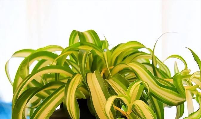 金边球形植物有哪些？它们的养护方法是什么？