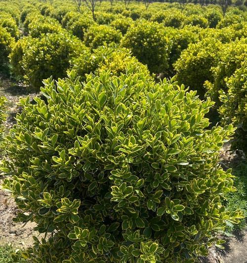 金边球形植物有哪些？它们的养护方法是什么？