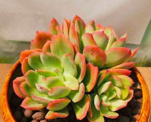 冬季适合养什么植物？有哪些植物能在低温下生长？