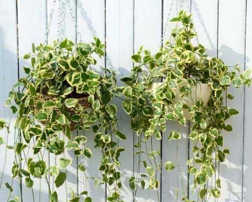 冬季适合养什么植物？有哪些植物能在低温下生长？