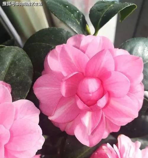 冬季适合养什么植物？有哪些植物能在低温下生长？